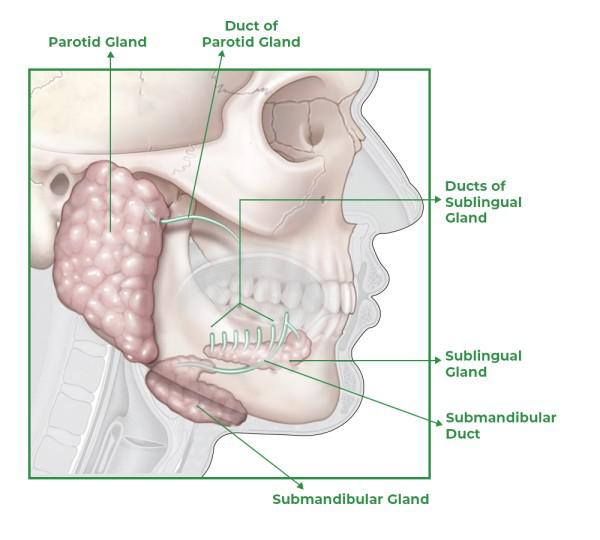 Deep Plane Facelift - o2 Clinic